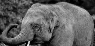 Navigating the Asian Massage Parlor Experience with Confidence Navigating the Asian Massage Parlor Experience with Confidence