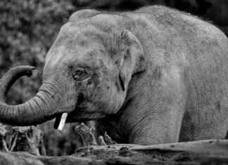 Navigating the Asian Massage Parlor Experience with Confidence Navigating the Asian Massage Parlor Experience with Confidence