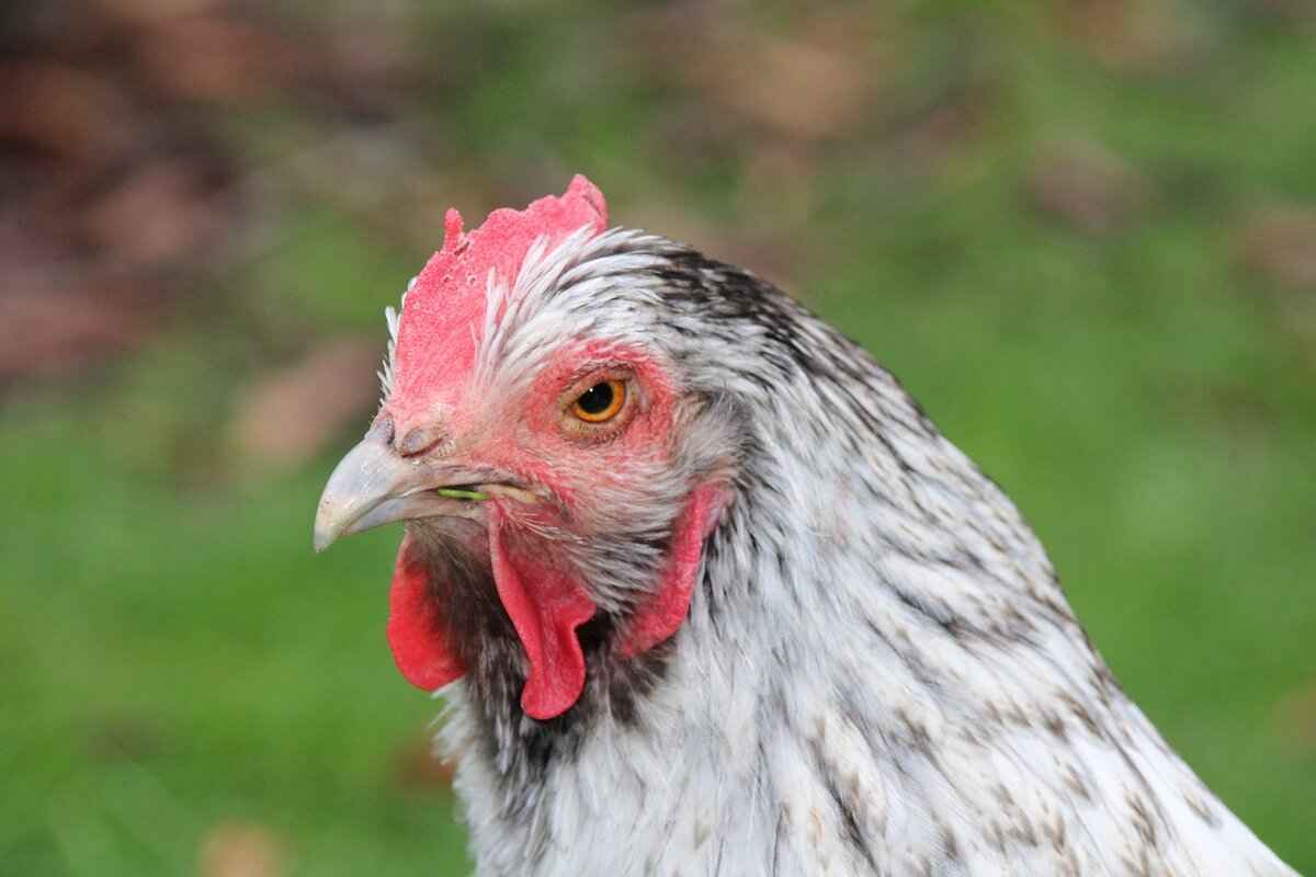 Necrozma Pokémon: Best Moveset, Evolution, and Competitive Play Tips 3 Evolution and Forms of Necrozma