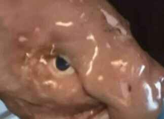 New Title: Unique ‘Blob-Headed’ Fish Found in Peru, Among 27 Species new-title-unique-blob-headed-fish-found-in-peru-among-27-species