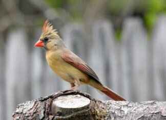 Northern Thai Cuisine: Khao Soi, Sai Ua, and Other Delicacies Northern Thai Cuisine: Khao Soi, Sai Ua, and Other Delicacies