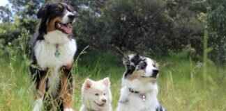 NSFW Totally: Exploring the World of Adult Content Online NSFW Totally: Exploring the World of Adult Content Online