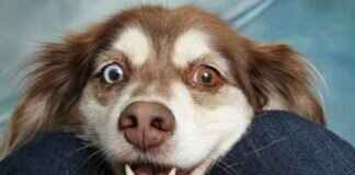 Nutri Bites Freeze-Dried Beef Liver for Dogs – Benefits and Risks Nutri Bites Freeze-Dried Beef Liver for Dogs – Benefits and Risks