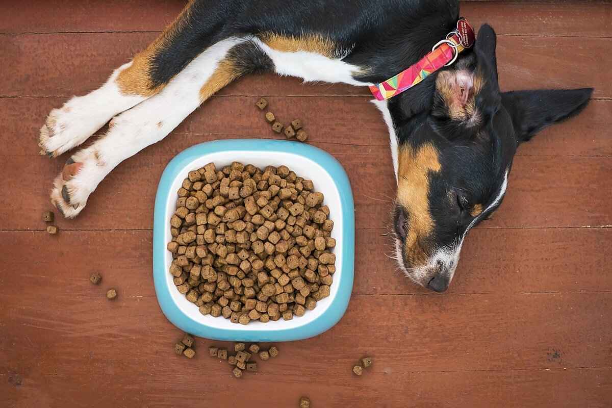 Nutri Bites Freeze-Dried Beef Liver for Dogs – Benefits and Risks 3 Potential Risks of Freeze-Dried Beef Liver