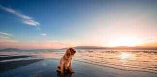 Nutri Bites Freeze-Dried Chicken Dog Treats – Are They Worth It? Nutri Bites Freeze-Dried Chicken Dog Treats – Are They Worth It?