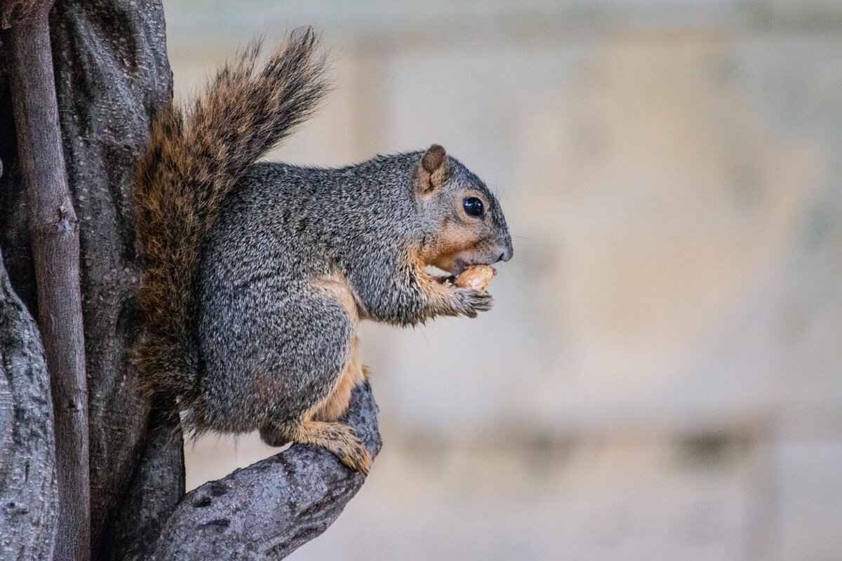 What Nutritional Benefits Do Nuts and Seeds Offer?