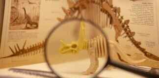 Omastar Pokémon Evolution, Abilities, Moves, and How to Train It for Competitive Play Omastar Pokémon Evolution, Abilities, Moves, and How to Train It for Competitive Play