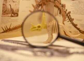 Omastar Pokémon Evolution, Abilities, Moves, and How to Train It for Competitive Play Omastar Pokémon Evolution, Abilities, Moves, and How to Train It for Competitive Play