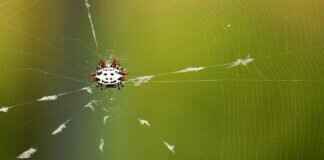 Orb Light: What It Is and Why People Are Obsessed with It Orb Light: What It Is and Why People Are Obsessed with It