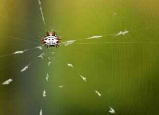 Orb Light: What It Is and Why People Are Obsessed with It Orb Light: What It Is and Why People Are Obsessed with It