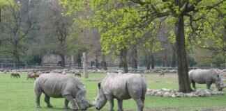 Orbeetle Pokémon: Best Moveset, Competitive Strategy, and Battle Tactics Orbeetle Pokémon: Best Moveset, Competitive Strategy, and Battle Tactics