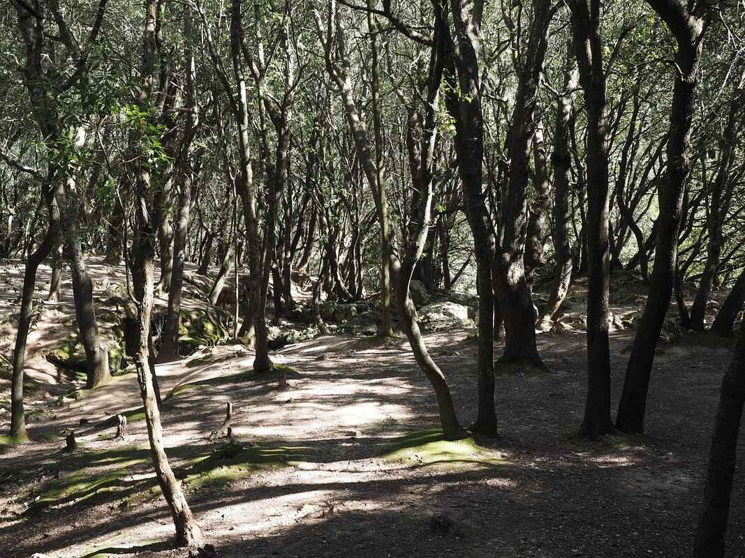 The Future of Orient Watches