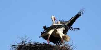 Overqwil Pokémon: Best Moveset, Competitive Play Tips, and Battle Tactics Overqwil Pokémon: Best Moveset, Competitive Play Tips, and Battle Tactics