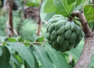 Palm Sugar vs. Coconut Sugar: Which One is Better? Palm Sugar vs. Coconut Sugar: Which One is Better?