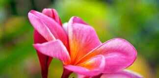 Pani Puri vs. Golgappa vs. Puchka: India’s Most Addictive Snack Pani Puri vs. Golgappa vs. Puchka: India’s Most Addictive Snack