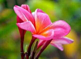 Pani Puri vs. Golgappa vs. Puchka: India’s Most Addictive Snack Pani Puri vs. Golgappa vs. Puchka: India’s Most Addictive Snack