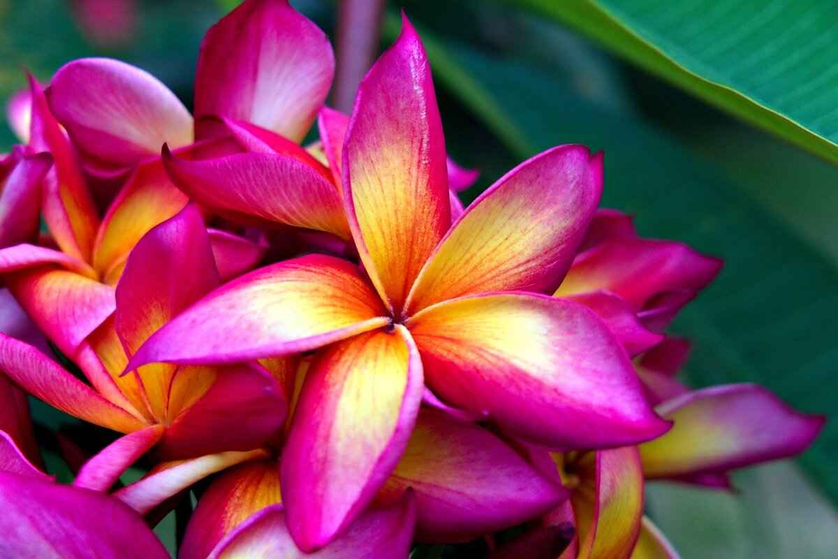 Pani Puri vs. Golgappa vs. Puchka: India’s Most Addictive Snack 3 What Is Puchka?