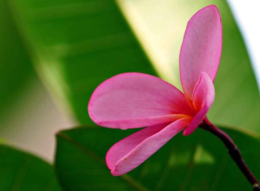 Pani Puri vs. Golgappa vs. Puchka: India’s Most Addictive Snack 4 How Are These Snacks Made?