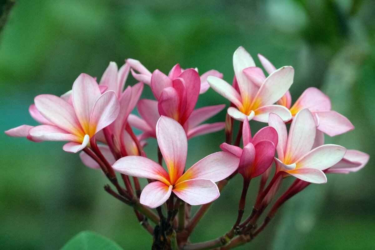 Pani Puri vs. Golgappa vs. Puchka: India’s Most Addictive Snack 8 Where to Find the Best Pani Puri, Golgappa, and Puchka?