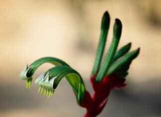 Paw Patrol App: The Best Mobile Games and Learning Activities Paw Patrol App: The Best Mobile Games and Learning Activities