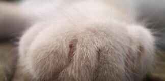 Paw Patrol Badges: What Each Pup’s Badge Represents Paw Patrol Badges: What Each Pup’s Badge Represents