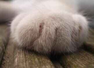 Paw Patrol Badges: What Each Pup’s Badge Represents Paw Patrol Badges: What Each Pup’s Badge Represents