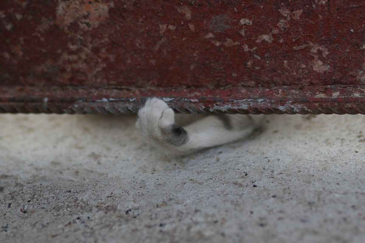 Zuma's Water Rescue Badge