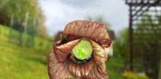 Paw Patrol Bedding: The Best Comforters and Sheet Sets for Kids Paw Patrol Bedding: The Best Comforters and Sheet Sets for Kids