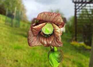 Paw Patrol Bedding: The Best Comforters and Sheet Sets for Kids Paw Patrol Bedding: The Best Comforters and Sheet Sets for Kids