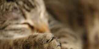 Paw Patrol Books: The Best Storybooks and Learning Materials Paw Patrol Books: The Best Storybooks and Learning Materials