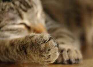 Paw Patrol Books: The Best Storybooks and Learning Materials Paw Patrol Books: The Best Storybooks and Learning Materials