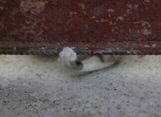 Paw Patrol Clothing: Where to Find the Best Outfits for Kids Paw Patrol Clothing: Where to Find the Best Outfits for Kids