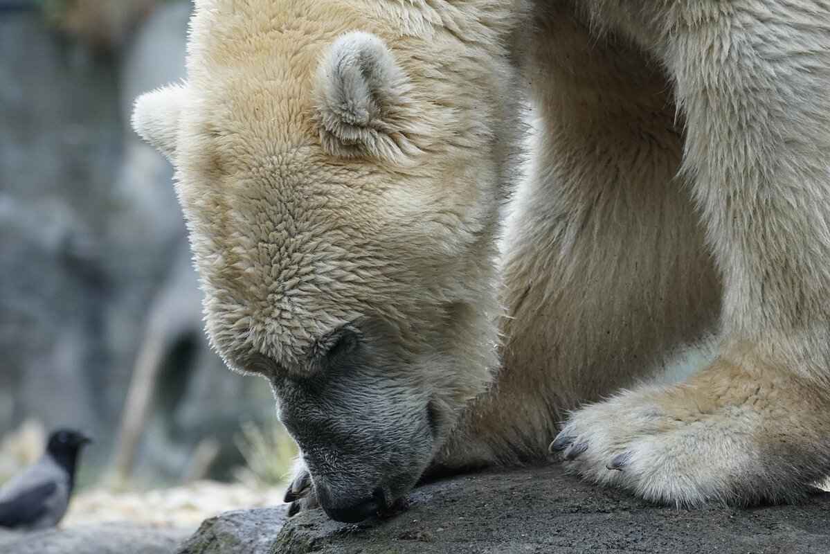 Paw Patrol Clothing: Where to Find the Best Outfits for Kids 1 What is Paw Patrol Clothing?