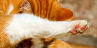 Paw Patrol Coloring Pages: Free Printables for Kids Paw Patrol Coloring Pages: Free Printables for Kids