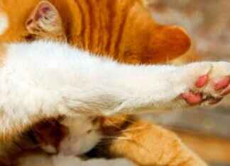 Paw Patrol Coloring Pages: Free Printables for Kids Paw Patrol Coloring Pages: Free Printables for Kids