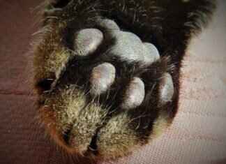 Paw Patrol DVDs: Where to Buy the Best Episodes & Collections Paw Patrol DVDs: Where to Buy the Best Episodes & Collections