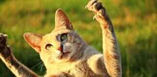 Paw Patrol Furniture: The Coolest Chairs, Tables, and More Paw Patrol Furniture: The Coolest Chairs, Tables, and More