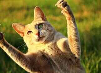 Paw Patrol Furniture: The Coolest Chairs, Tables, and More Paw Patrol Furniture: The Coolest Chairs, Tables, and More