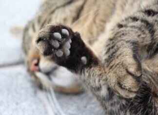 Paw Patrol Games: Best Online and Board Games for Kids Paw Patrol Games: Best Online and Board Games for Kids