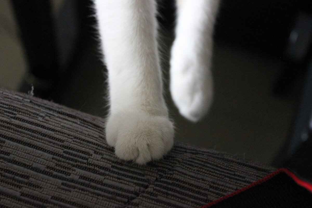 What Are Paw Patrol Games?