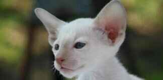 Paw Patrol Helmets: The Safest and Most Stylish Options Paw Patrol Helmets: The Safest and Most Stylish Options