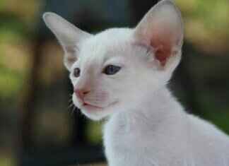 Paw Patrol Helmets: The Safest and Most Stylish Options Paw Patrol Helmets: The Safest and Most Stylish Options