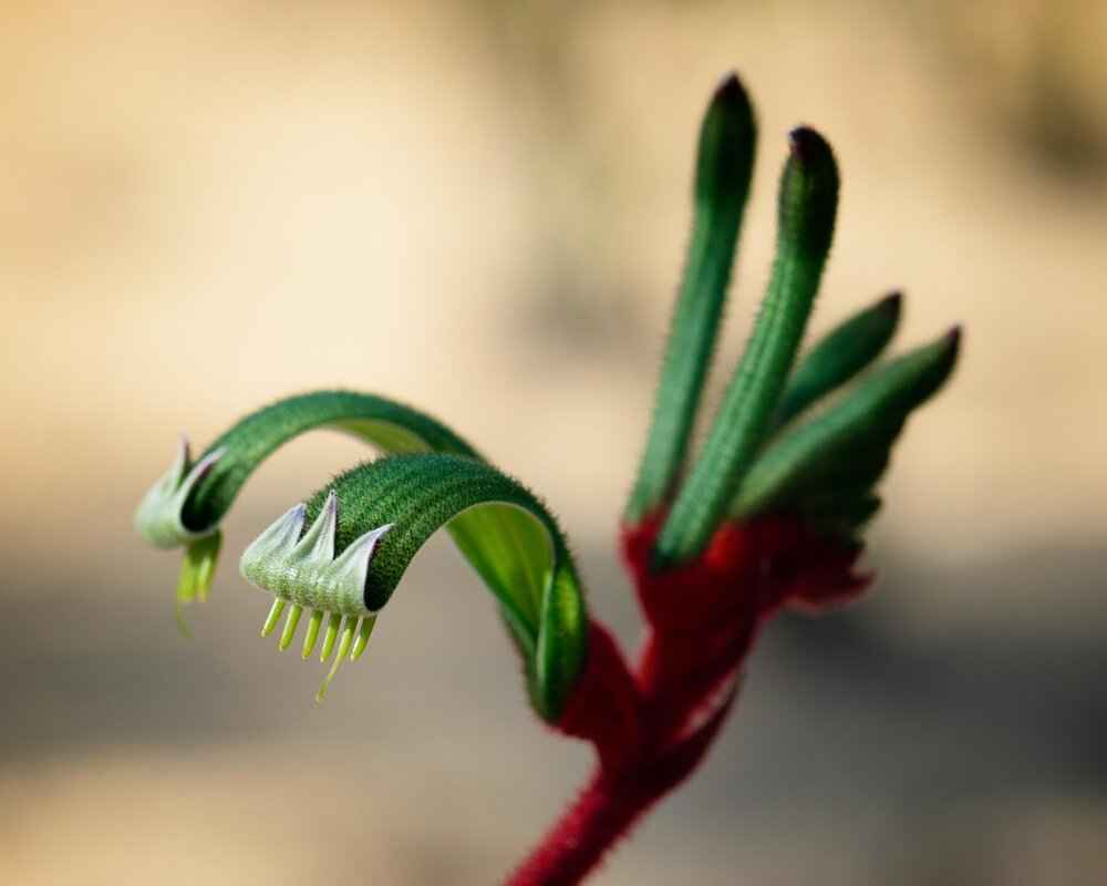 Customer Reviews and Feedback