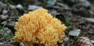 Paw Patrol in Different Languages: How the Show is Dubbed Worldwide Paw Patrol in Different Languages: How the Show is Dubbed Worldwide