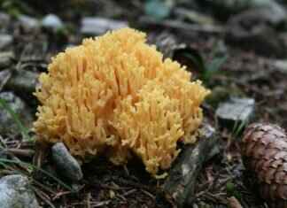 Paw Patrol in Different Languages: How the Show is Dubbed Worldwide Paw Patrol in Different Languages: How the Show is Dubbed Worldwide