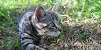 Paw Patrol Knee Pads: Must-Have Safety Gear for Active Kids Paw Patrol Knee Pads: Must-Have Safety Gear for Active Kids