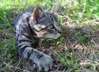 Paw Patrol Knee Pads: Must-Have Safety Gear for Active Kids Paw Patrol Knee Pads: Must-Have Safety Gear for Active Kids