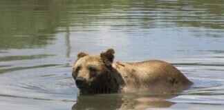 Paw Patrol Live Show: Everything You Need to Know Before You Go Paw Patrol Live Show: Everything You Need to Know Before You Go