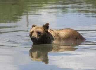 Paw Patrol Live Show: Everything You Need to Know Before You Go Paw Patrol Live Show: Everything You Need to Know Before You Go