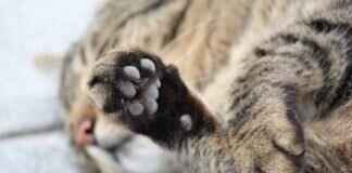 Paw Patrol Lunchbox: The Coolest School Lunch Carriers Paw Patrol Lunchbox: The Coolest School Lunch Carriers